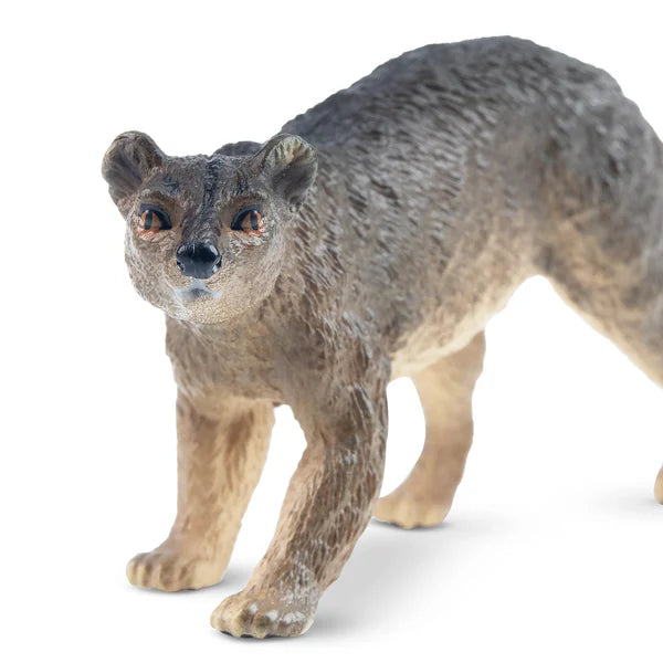 Toymany Fossa