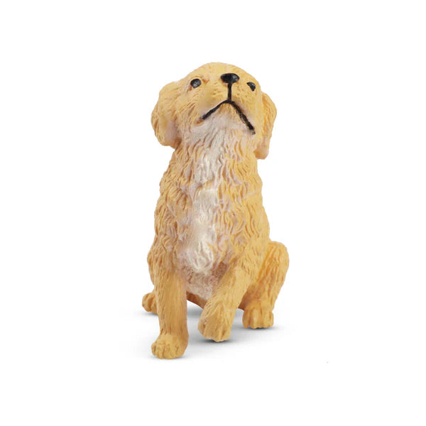 Toymany Chiot Golden Retriever assis