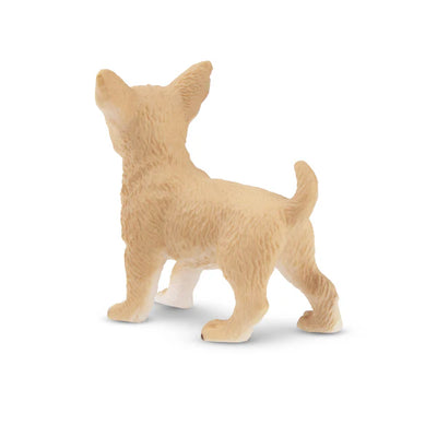 Toymany Chiot Chihuahua debout