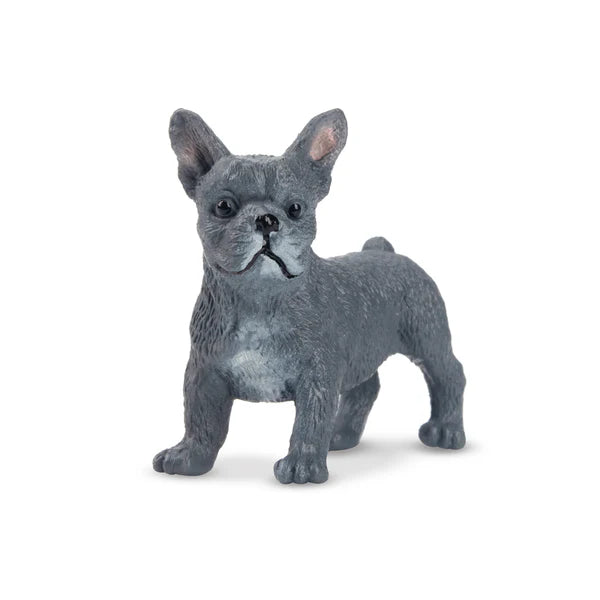 Toymany French Bulldog Puppy Standing