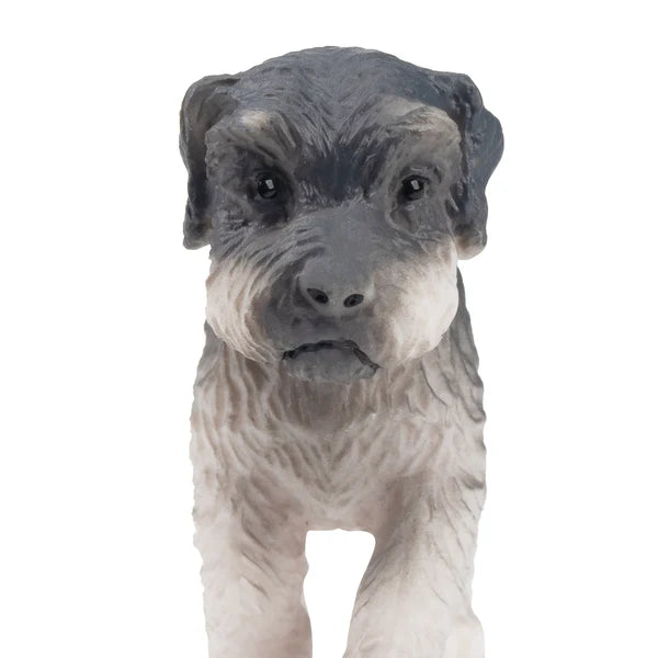 Toymany Schnauzer Puppy Standing