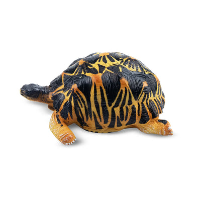 Toymany Tortue radiée