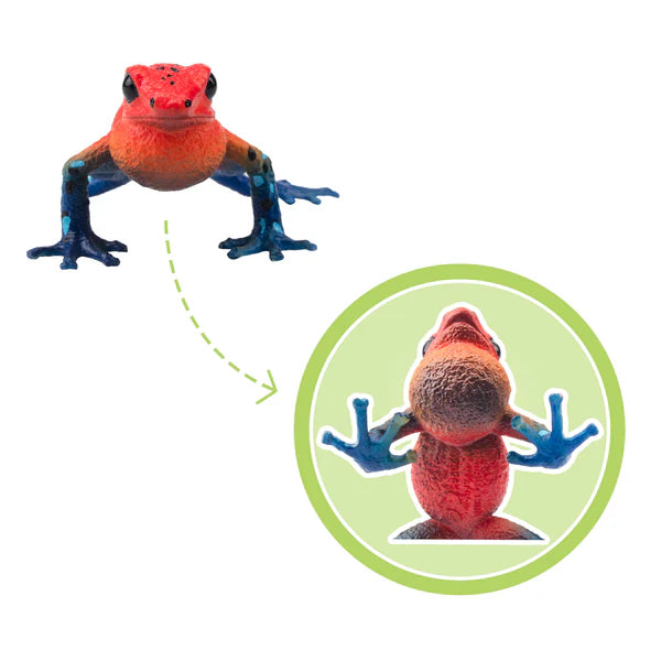 Toymany Erdbeer-Pfeilgiftfrosch