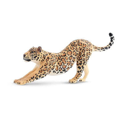 Toymany Jaguar Männchen dehnt sich