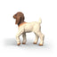 Schleich 14930 Burenziegen-Lamm