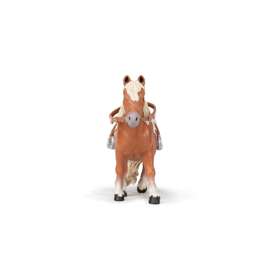 Shetland Pony Papo with saddle
