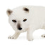 Toymany Arctic Fox