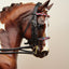 Bride de dressage tricolore (1:9)