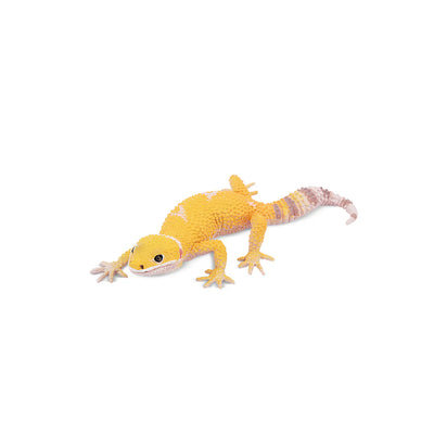 Toymany Gecko léopard