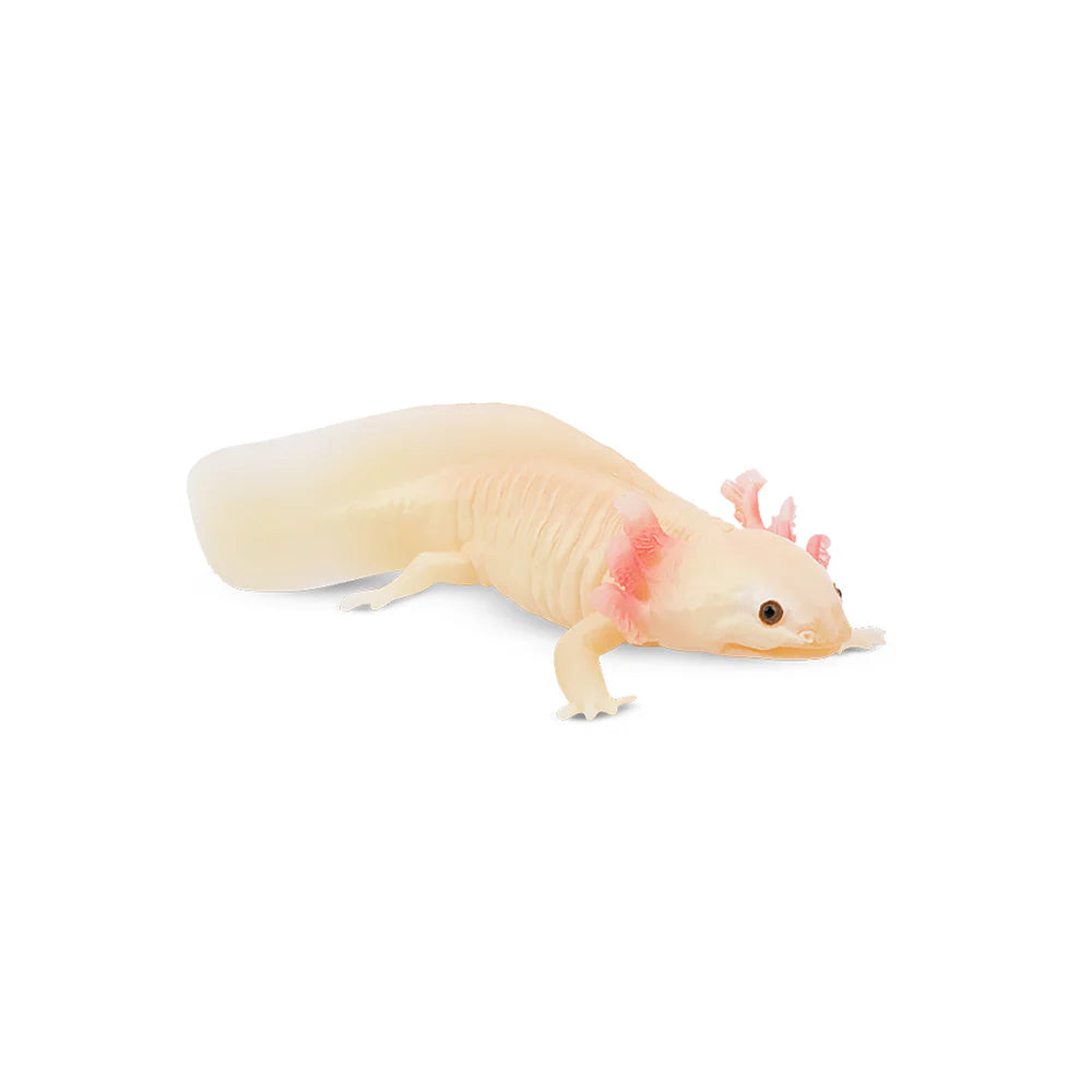 Toymany Axolotl
