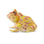 Toymany Grenouille cornue d'Argentine