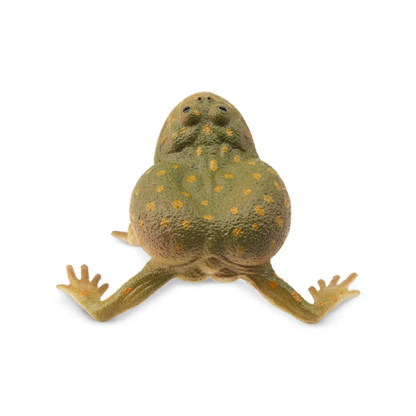 Toymany Grenouille de Budgett