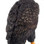 Toymany Aigle