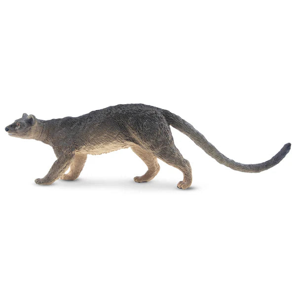 Toymany Fossa