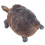 Toymany Tortue des Galapagos