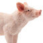 Toymany Cochon porcelet debout