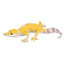 Toymany Gecko léopard