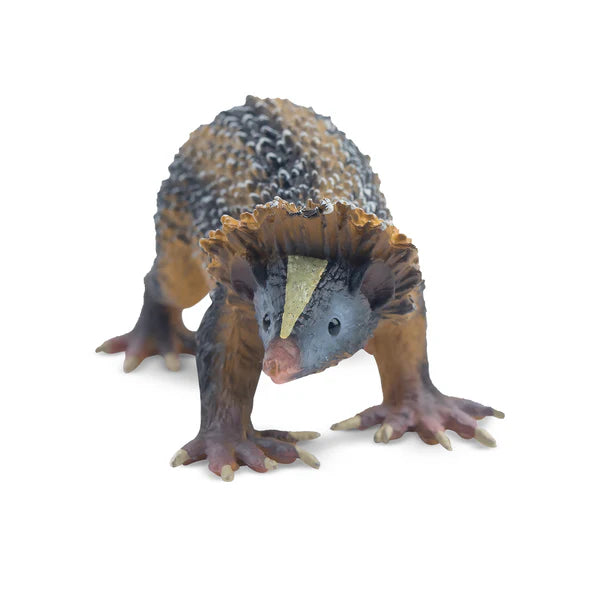 Toymany Tenrec Strié des Basses Terres