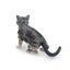 Toymany Gray American Shorthair Cat