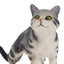Toymany Gray American Shorthair Cat