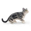 Toymany Gray American Shorthair Cat