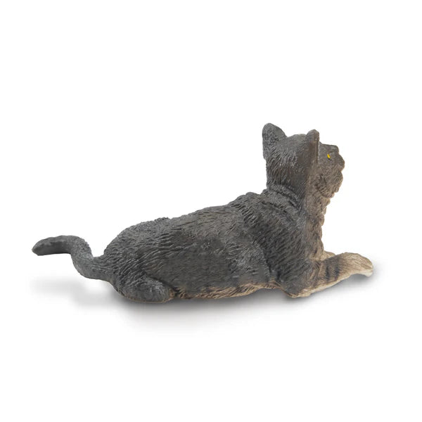 Toymany Chat American Wirehair gris couché