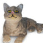 Toymany Chat American Wirehair gris couché