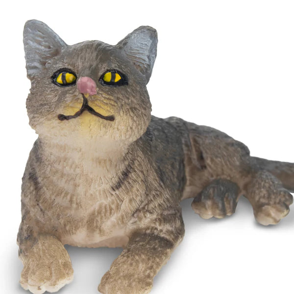 Toymany Chat American Wirehair gris couché
