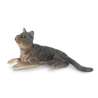 Toymany Chat American Wirehair gris couché