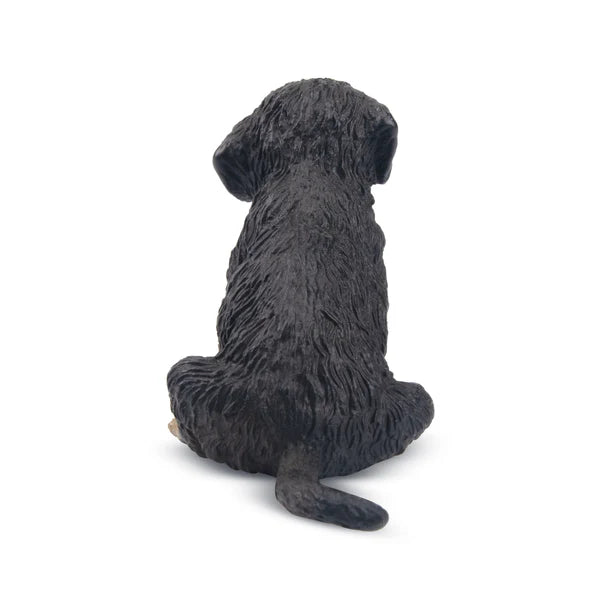 Toymany Chiot Bouvier Bernois assis