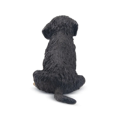 Toymany Chiot Bouvier Bernois assis