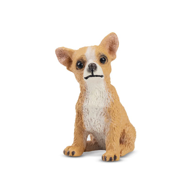 Toymany Chiot Chihuahua assis