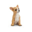 Toymany Chiot Chihuahua assis
