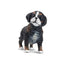 Toymany Bernese Mountain Dog Puppy Standing