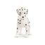 Toymany Chiot Dalmatien debout