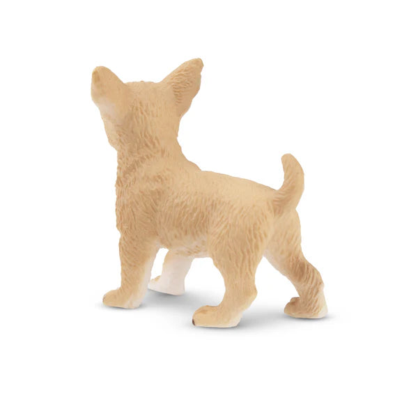 Toymany Chiot Chihuahua debout