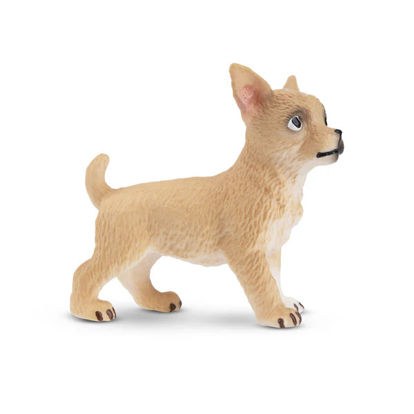 Toymany Chiot Chihuahua debout