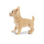 Toymany Chiot Chihuahua debout