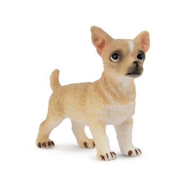 Toymany Chiot Chihuahua debout