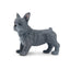 Toymany French Bulldog Puppy Standing