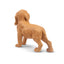 Toymany Chiot Cocker debout
