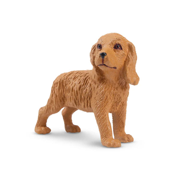 Toymany Chiot Cocker debout