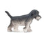 Toymany Schnauzer Puppy Standing