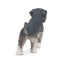 Toymany Schnauzer Puppy Standing