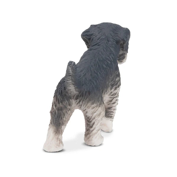 Toymany Schnauzer Puppy Standing