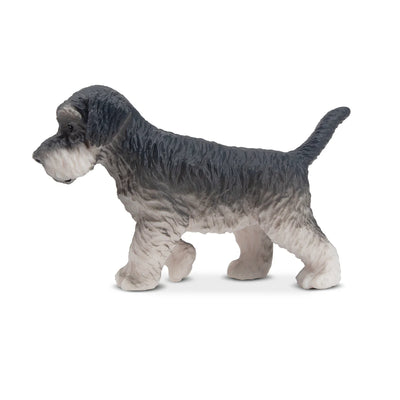 Toymany Chiot Schnauzer debout