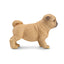 Toymany Pug Puppy Standing