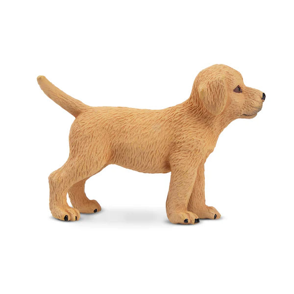Toymany Chiot Labrador debout