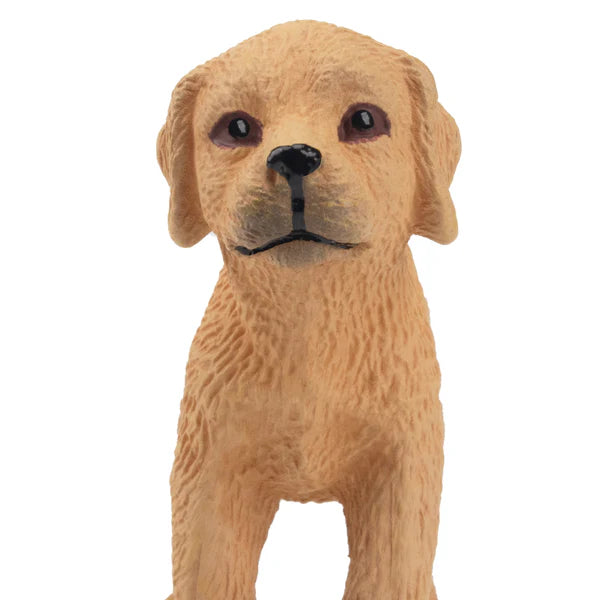 Toymany Chiot Labrador debout