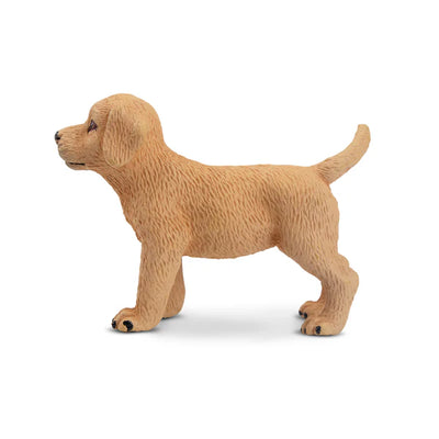 Toymany Chiot Labrador debout